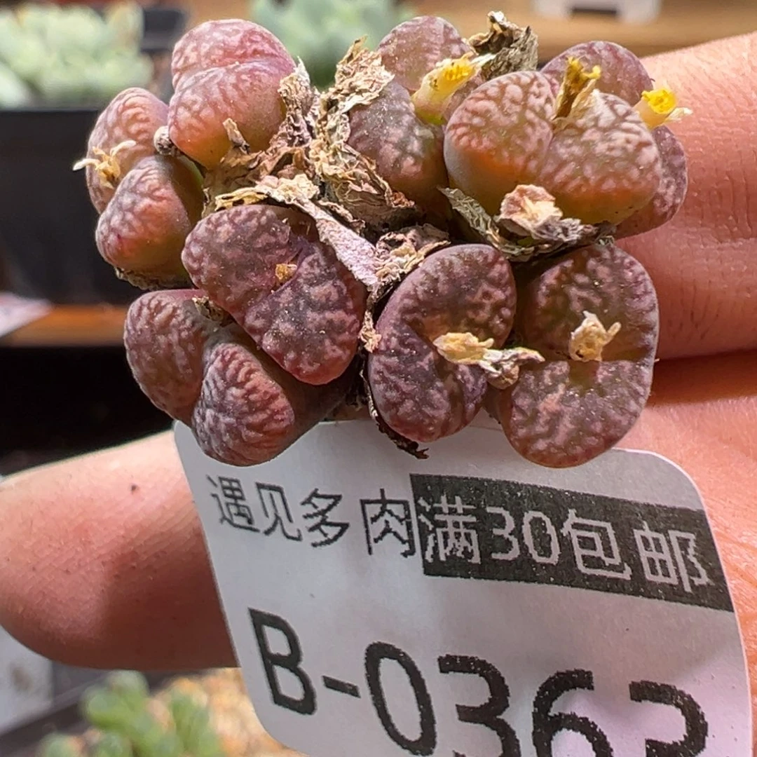 多肉植物111111111111