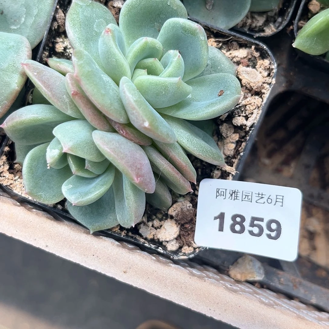 阿雅园艺。   1859