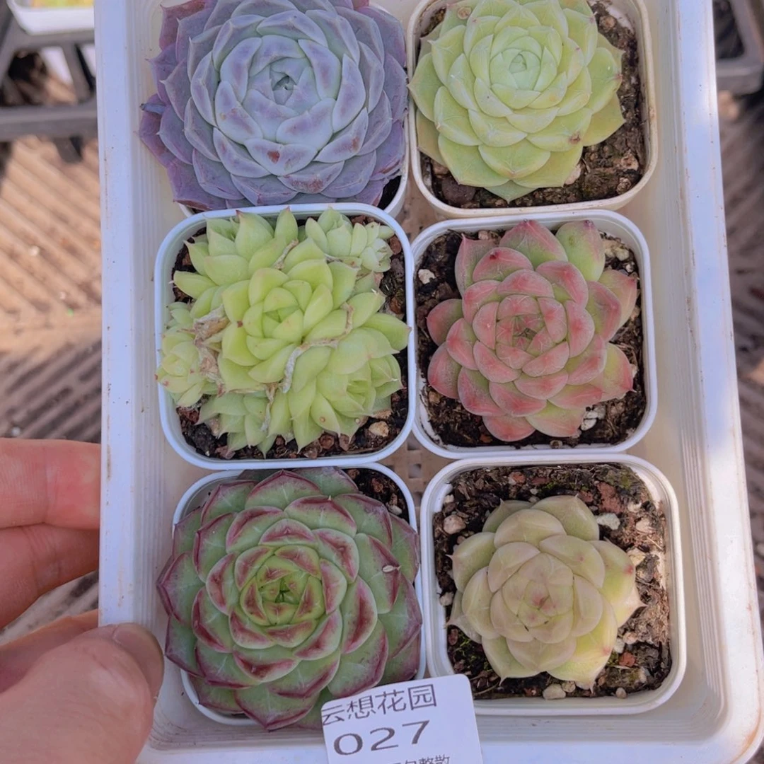 27多肉植物一物一拍链接