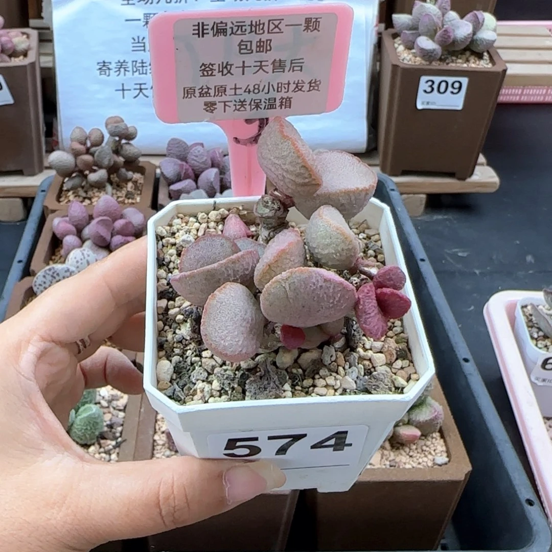 574妖姬多肉植物
