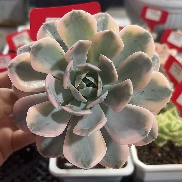 85号鲁士十莲锦多肉植物