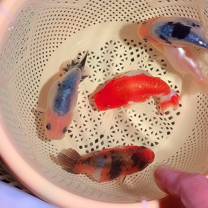 金鱼开箱视频包损7