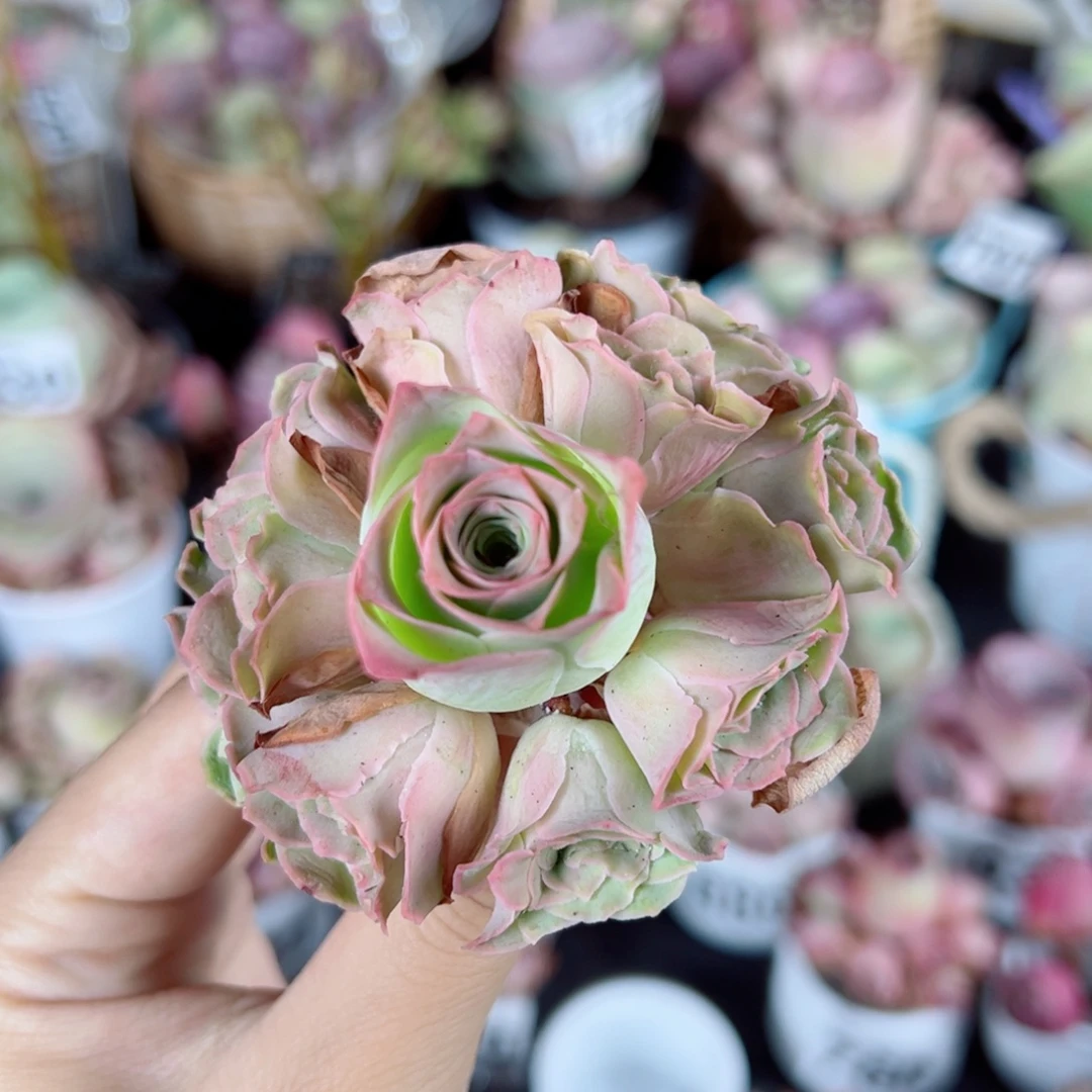 862橘粉玫瑰手捧花。