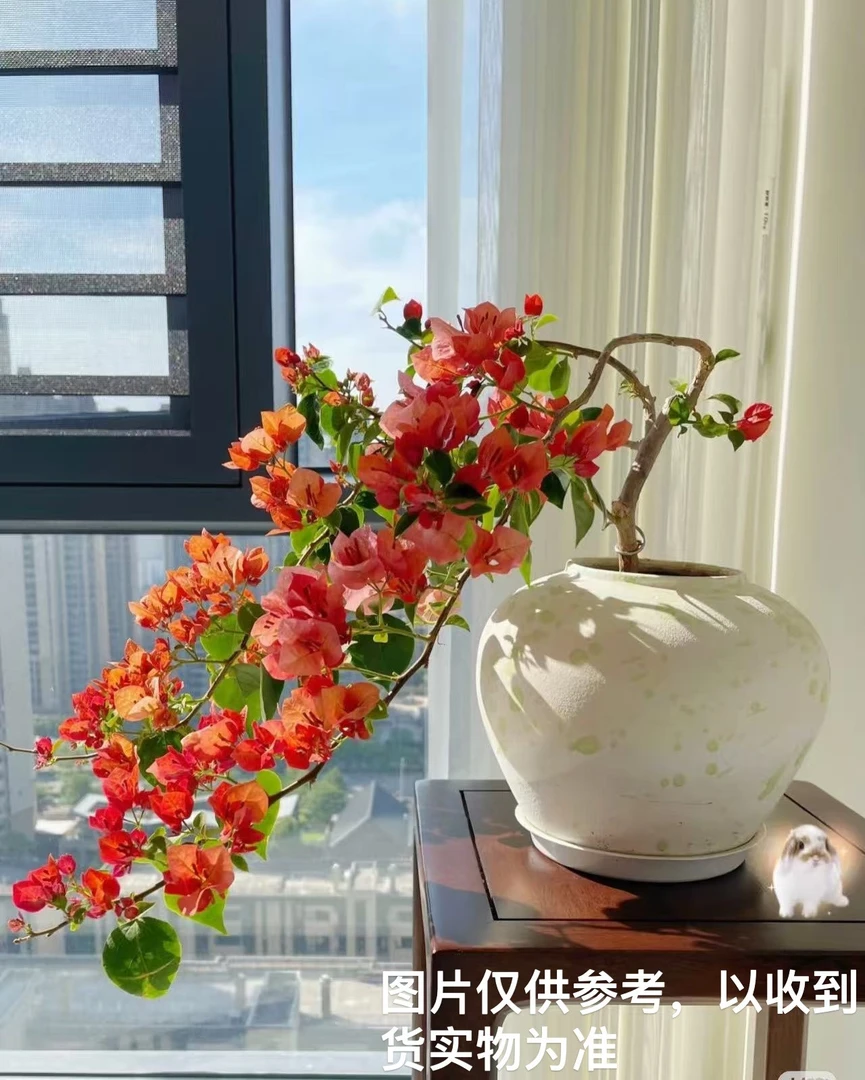 【不甜西瓜】【终身包对版】三角梅四季开花爬藤飘枝好养护【无售后】