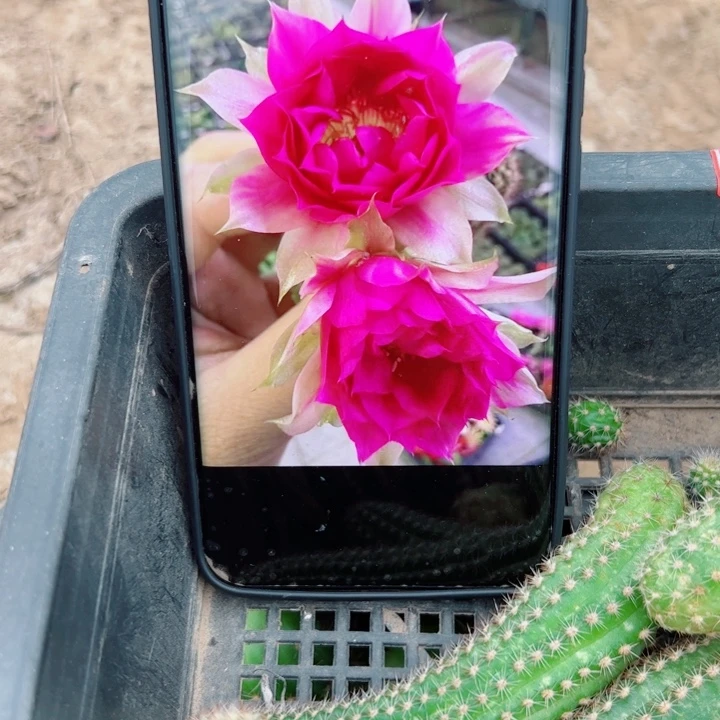 17白檀品红斑歪无根侧芽6公分左右20包邮