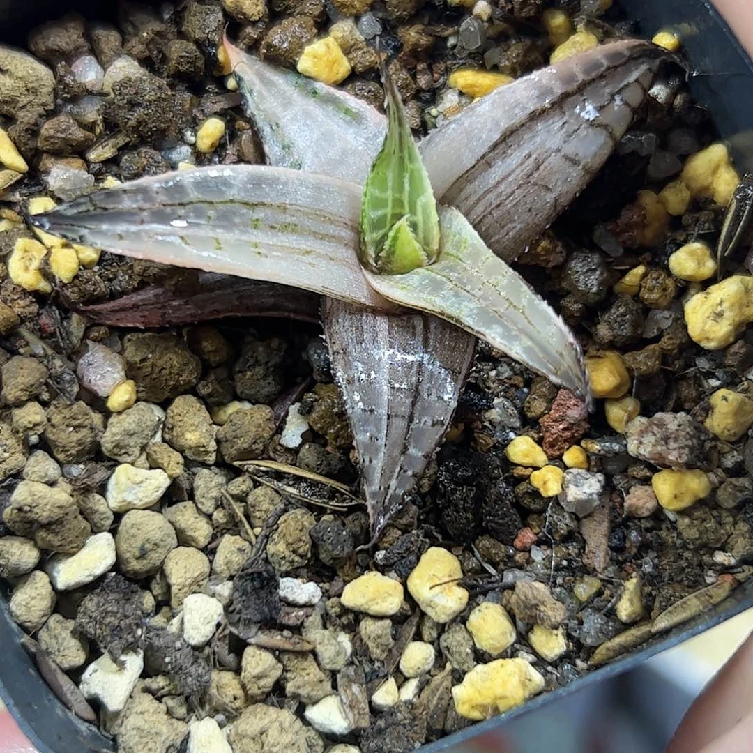 特价龙鳞锦十二卷多肉植物