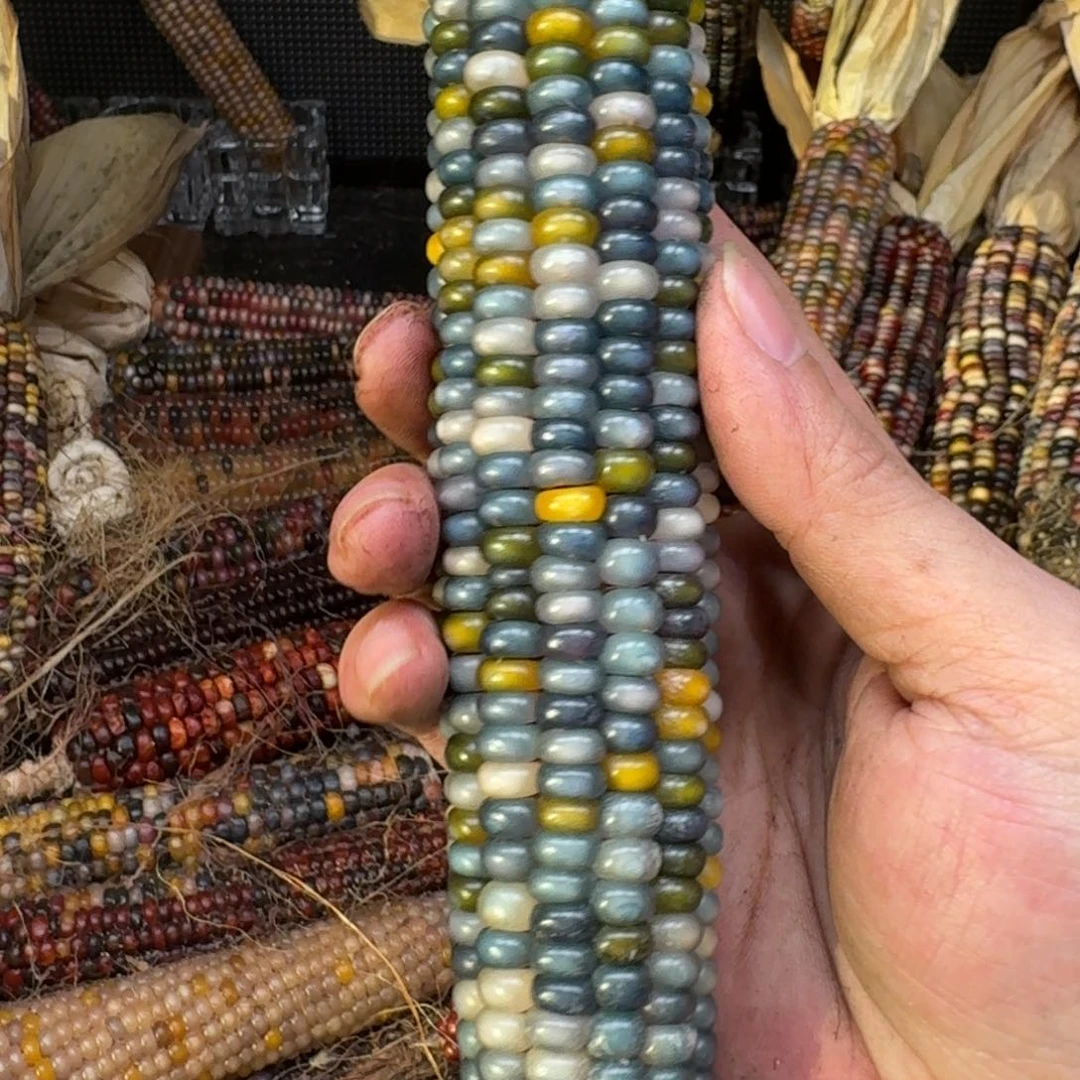 柏香籽/百香籽吊坠番*仔