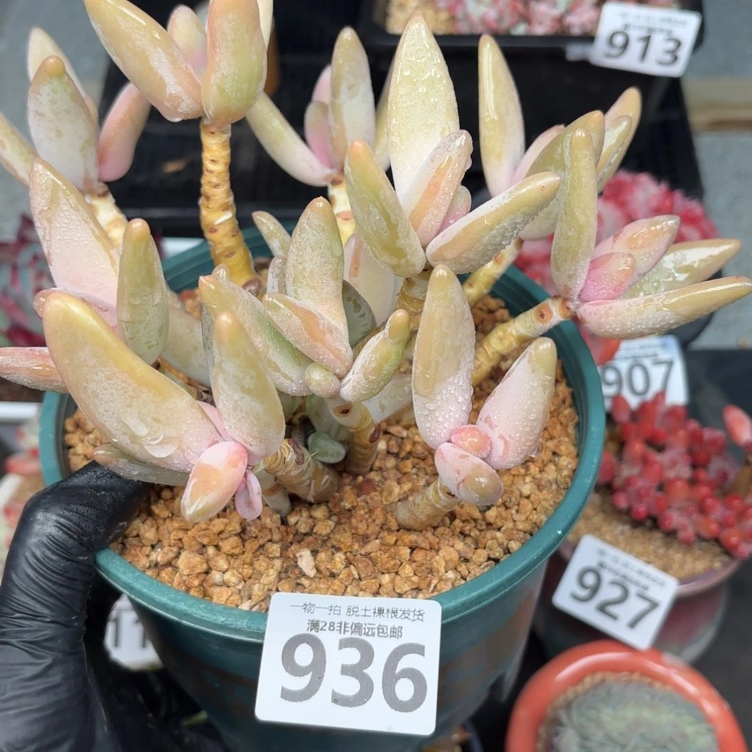 企鹅多肉无盆土发货