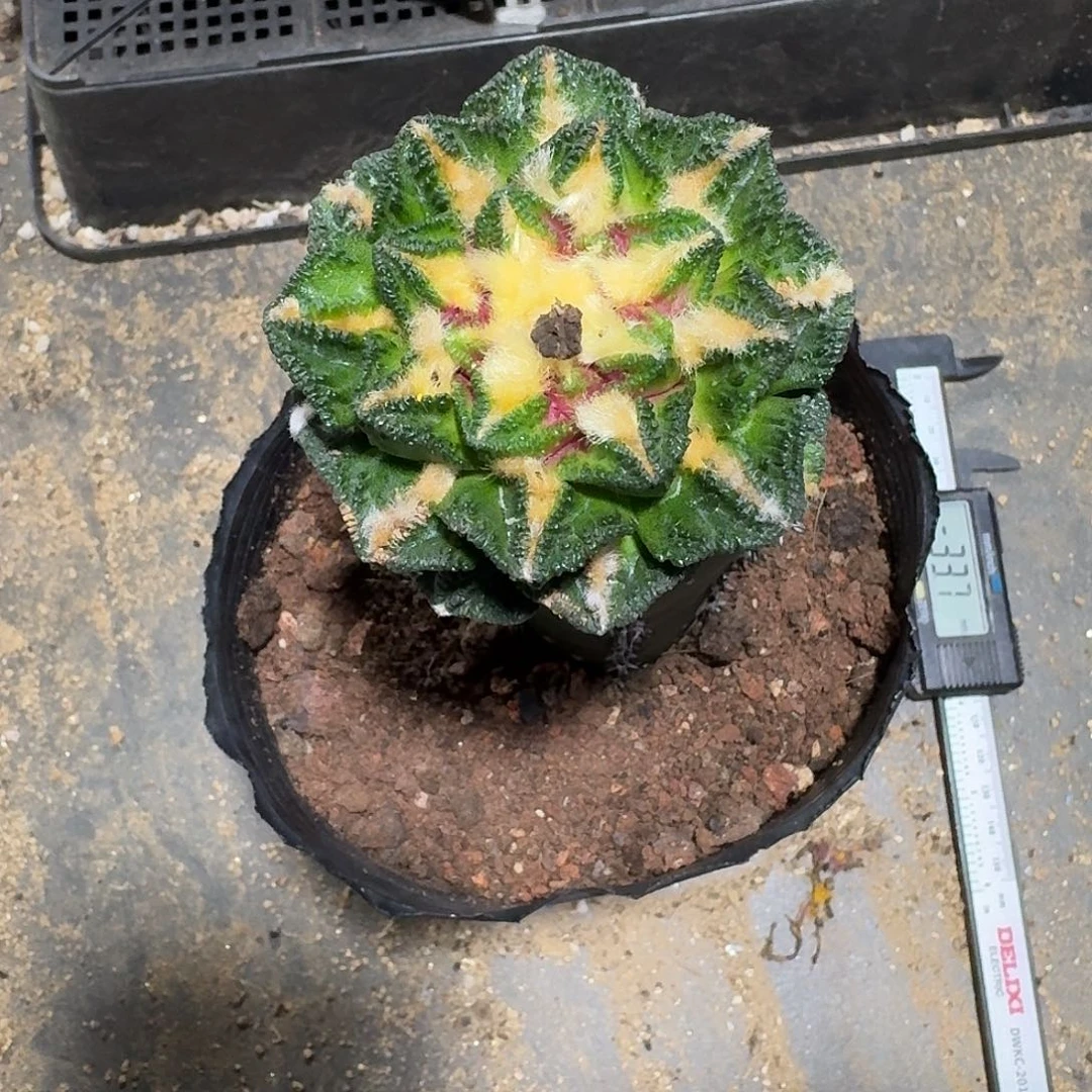 104号仙人球袖蒲苗接