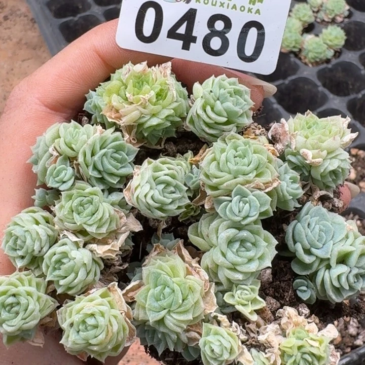 当前无花朵，栽培后可花朵多肉植物多肉植物