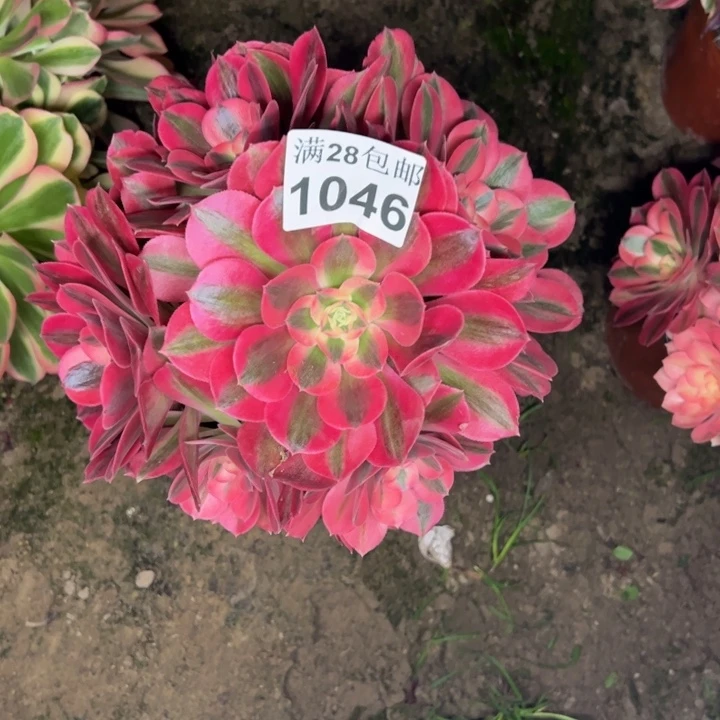 1046女巫多肉植物