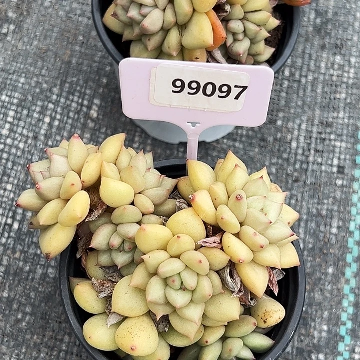 糖心      99097号