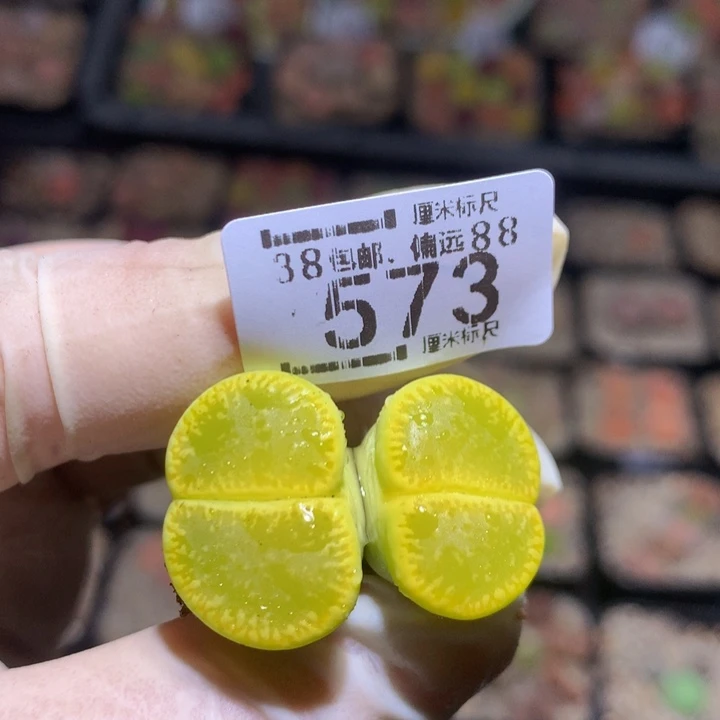 Zzz 精品生石花573