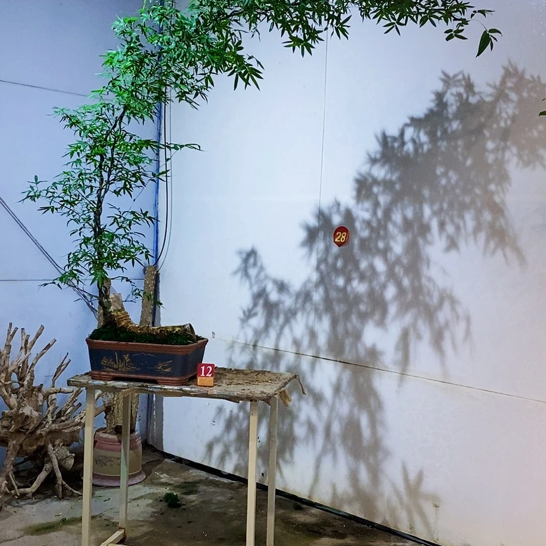 深***鱼无花朵小叶簕竹一物一拍