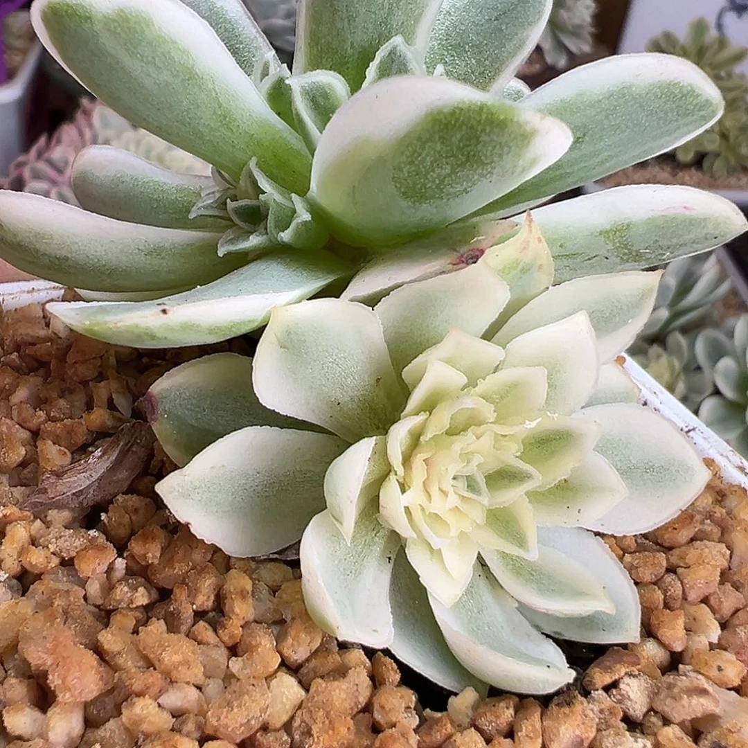 山地玫瑰锦秋夕1254号