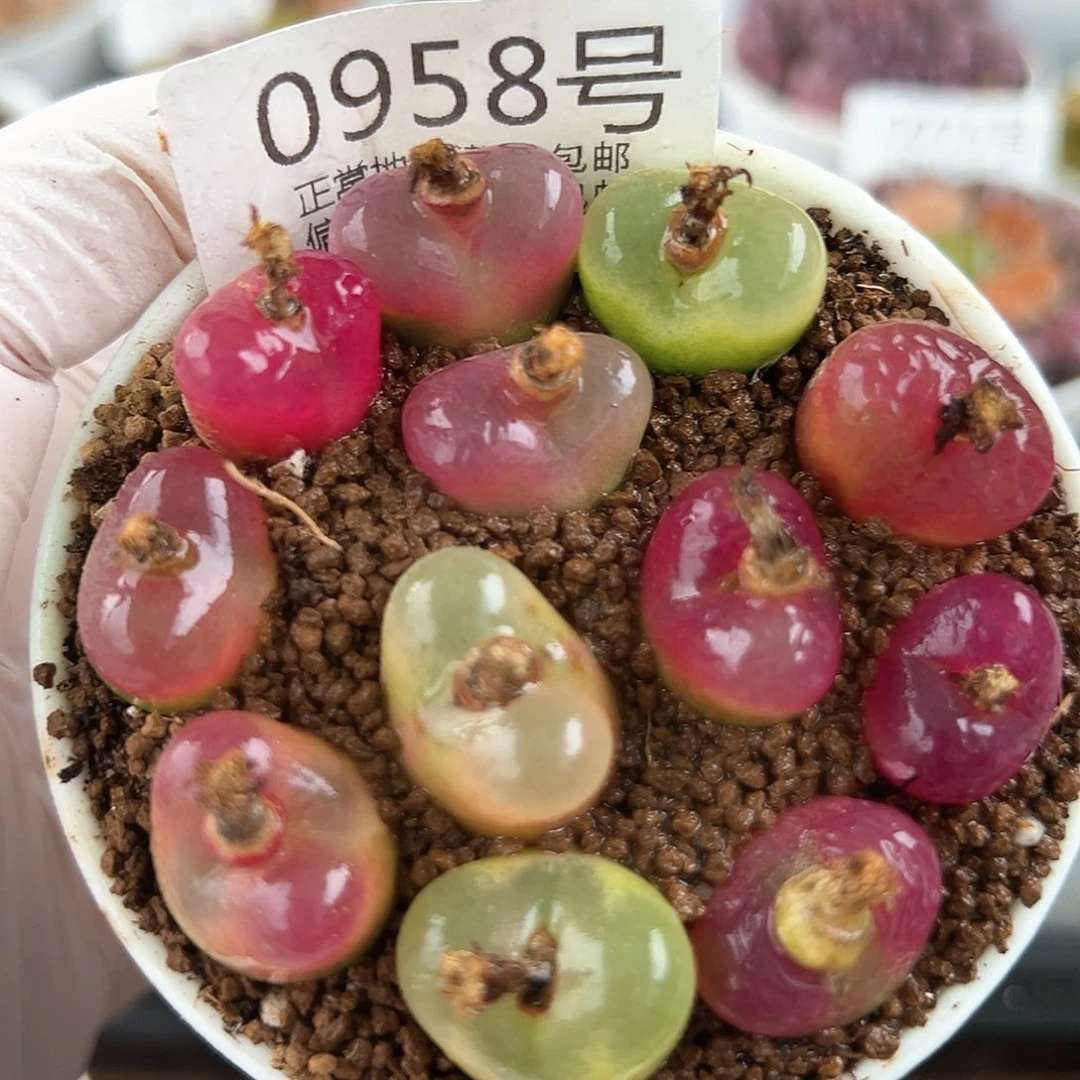 好养易活生石花大母本0958