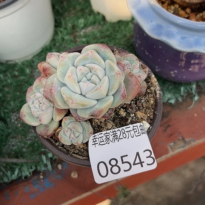 幸运的人会遇到你喜欢你