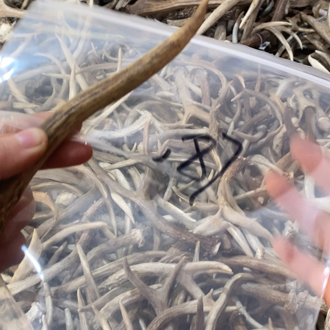 ****哥非金属鹿角鹿角鹿角