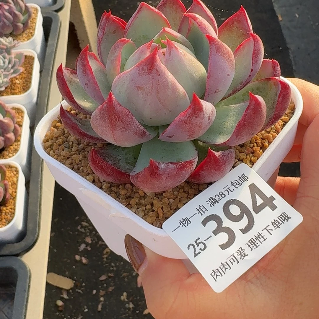 惊鸿无盆土发货无盆