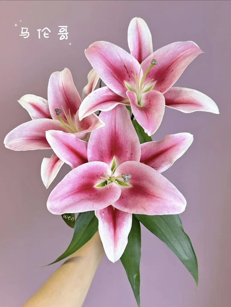 马伦哥香水百合（树） 基地直发 一单即可顺丰冷链包邮（已没有库存）
