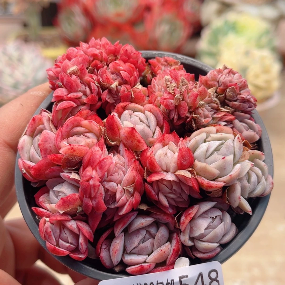 548贝瑞缀德华多肉