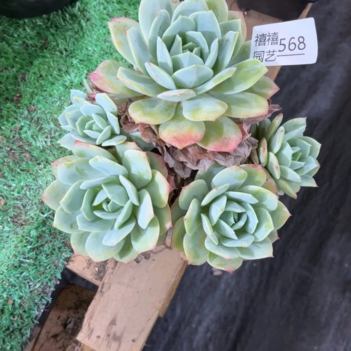 安*.568恋曲多肉植物