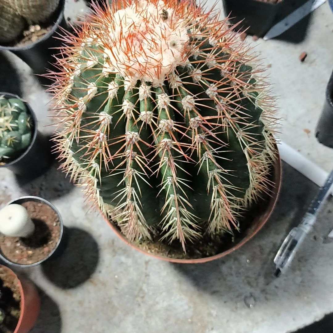花花世界迷人眼的球球好看