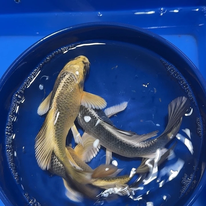 蝴蝶鲤鱼金银三条