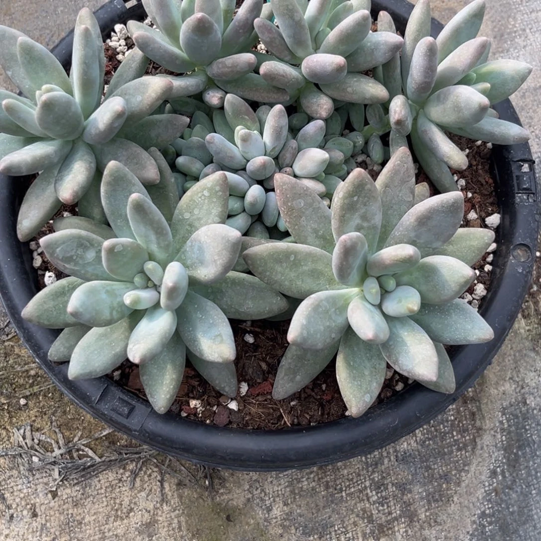 1752下午多肉植物群生