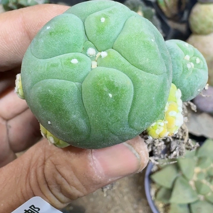 福利自根大尤翠797