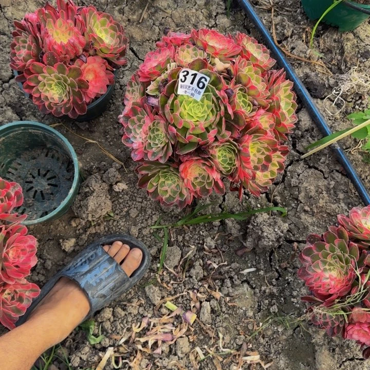 灌****玉芙蓉花25-21包邮花花