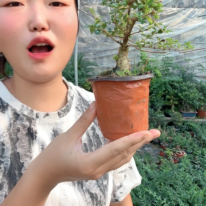 夏***冰无花朵可以可以可以