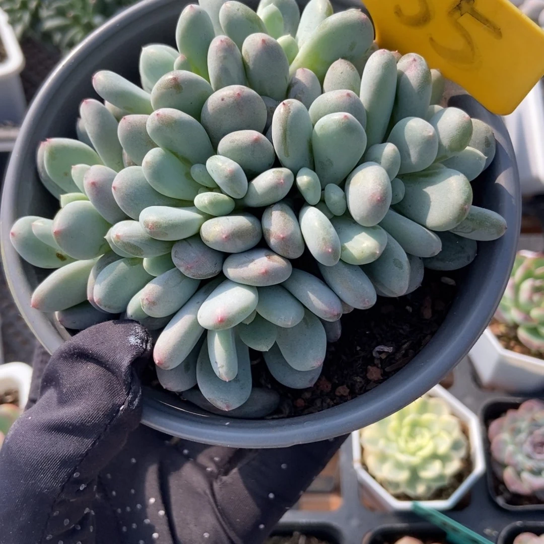 535香香雪多肉植物