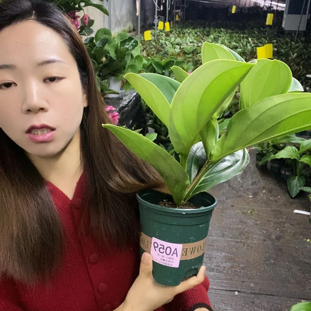 木本植物半****3木本花卉059