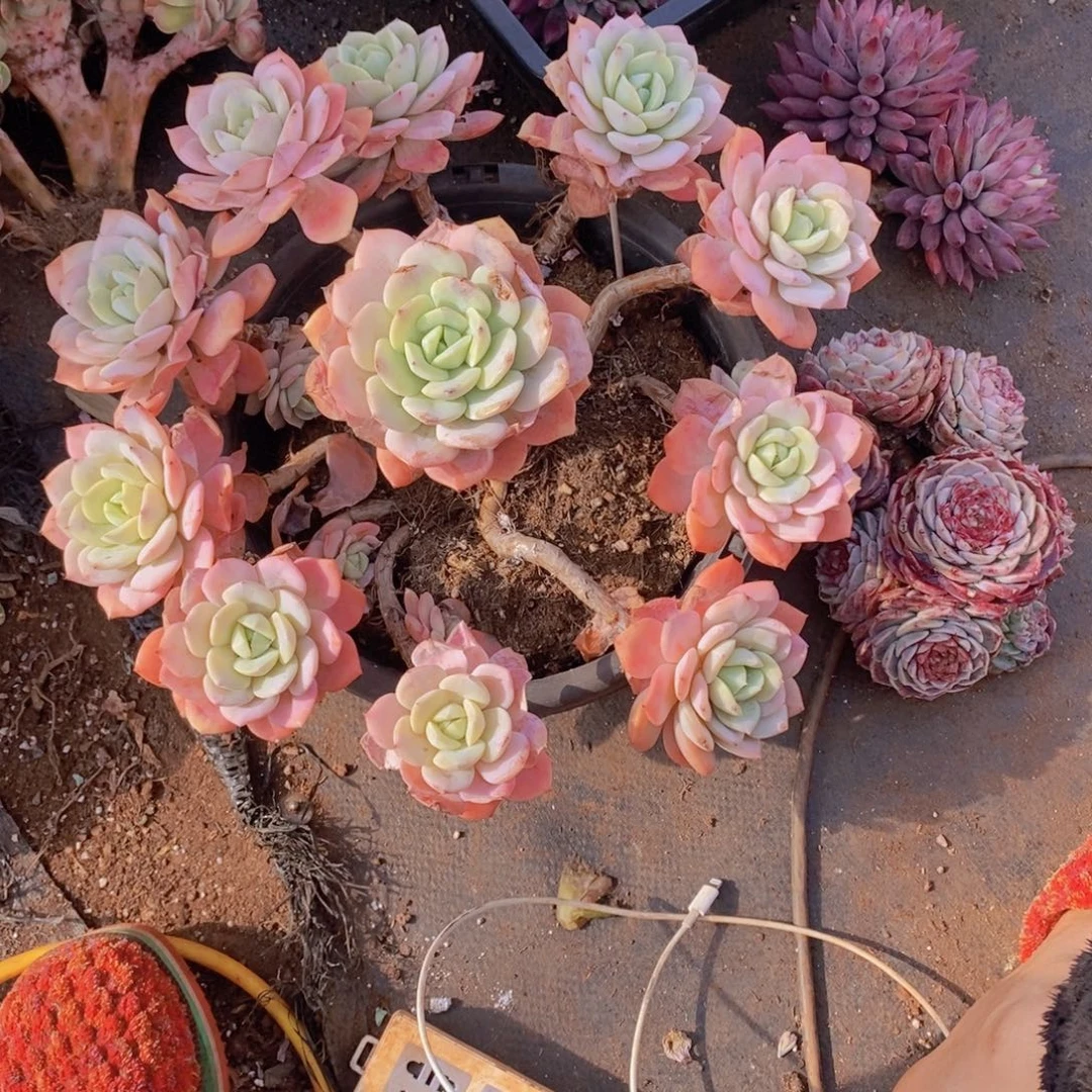 梦***萍多肉植物多肉植物