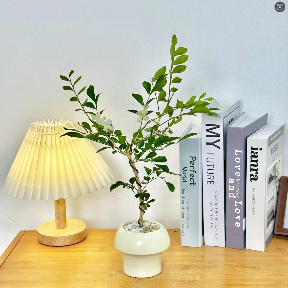 JF九里香盆栽四季好养活室内桌面绿植办公室精品花卉驱蚊绿植办公