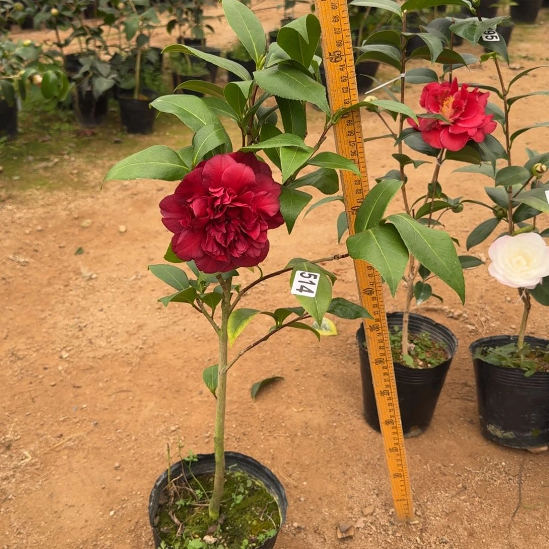 少量花朵（建议范围：2朵-5朵 或40%以下）514紫玫瑰不带花苞