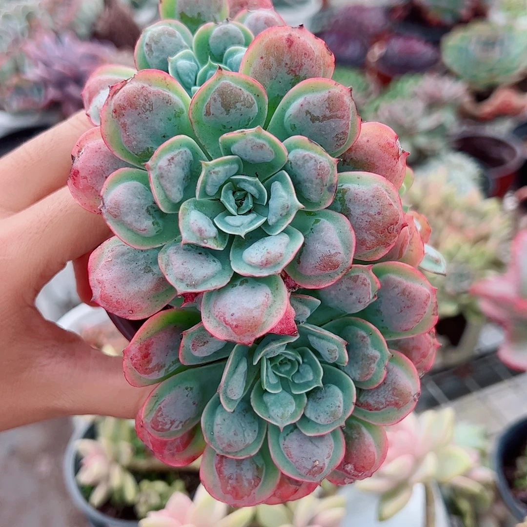 金辉多头造型精控特价二盆