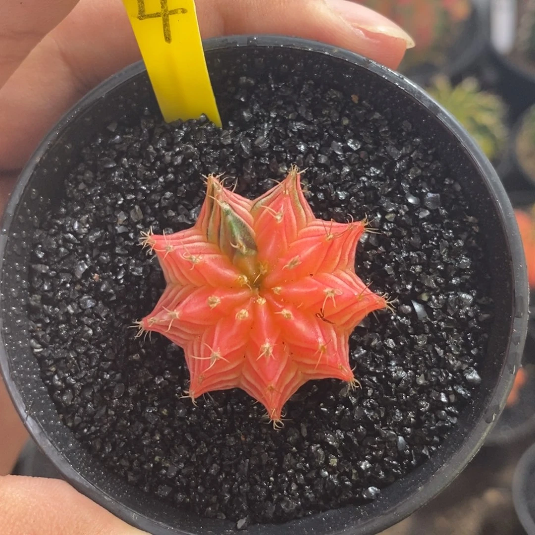 精品米哈—脱土发货45