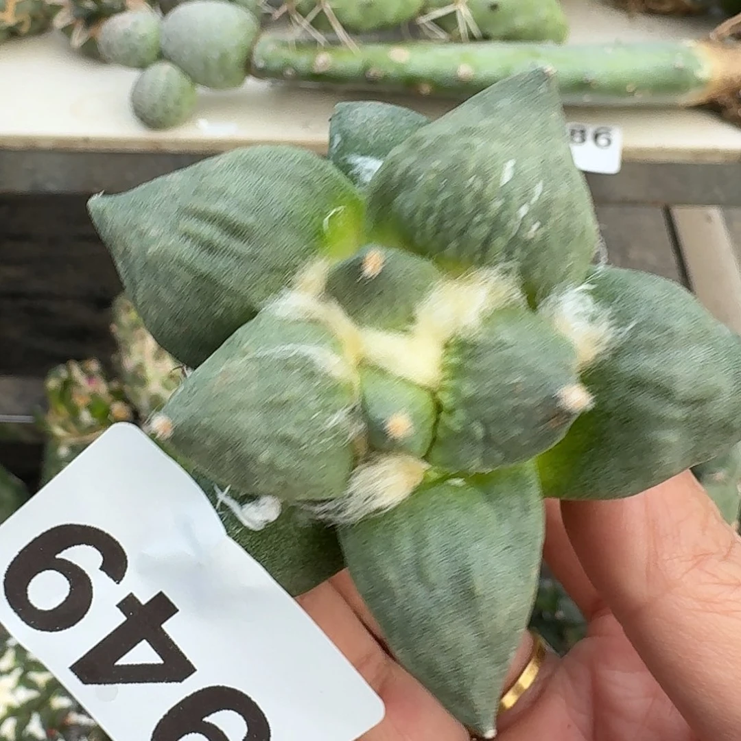 全部花朵怒涛潜力股949