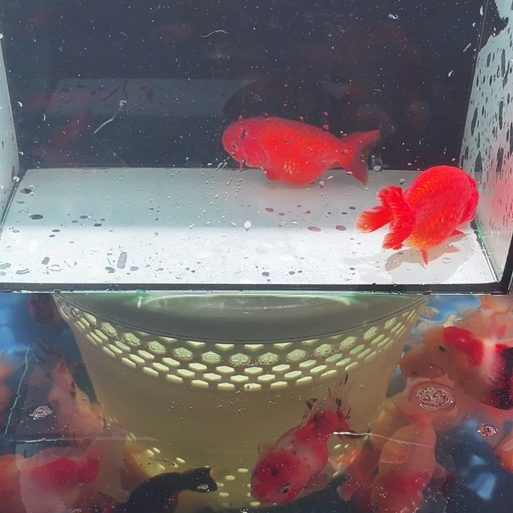 海水鱼1号尺寸7-10区间