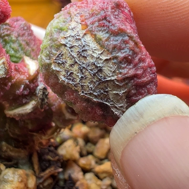 护***理水蜜桃味真的绝啊打