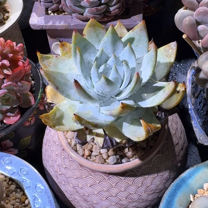 雪山 单头 一物一拍