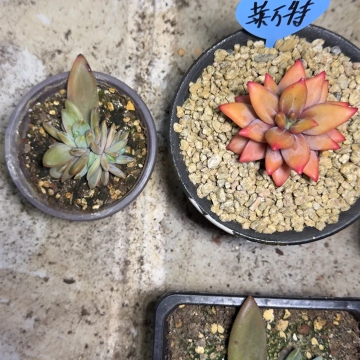 莱万特 叶插 一物一拍