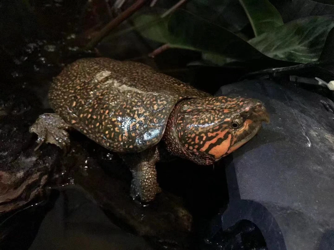 直播挑龟 一龟一拍 活体宠物龟 适合观赏的龟龟 喜欢再下单