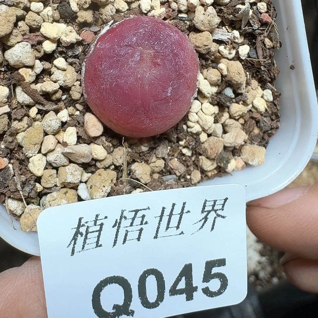 045号多肉植物哇fv