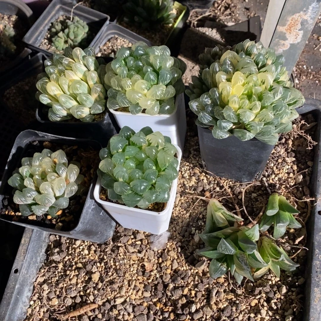 X***g444 一整筐全部 超级新年福利