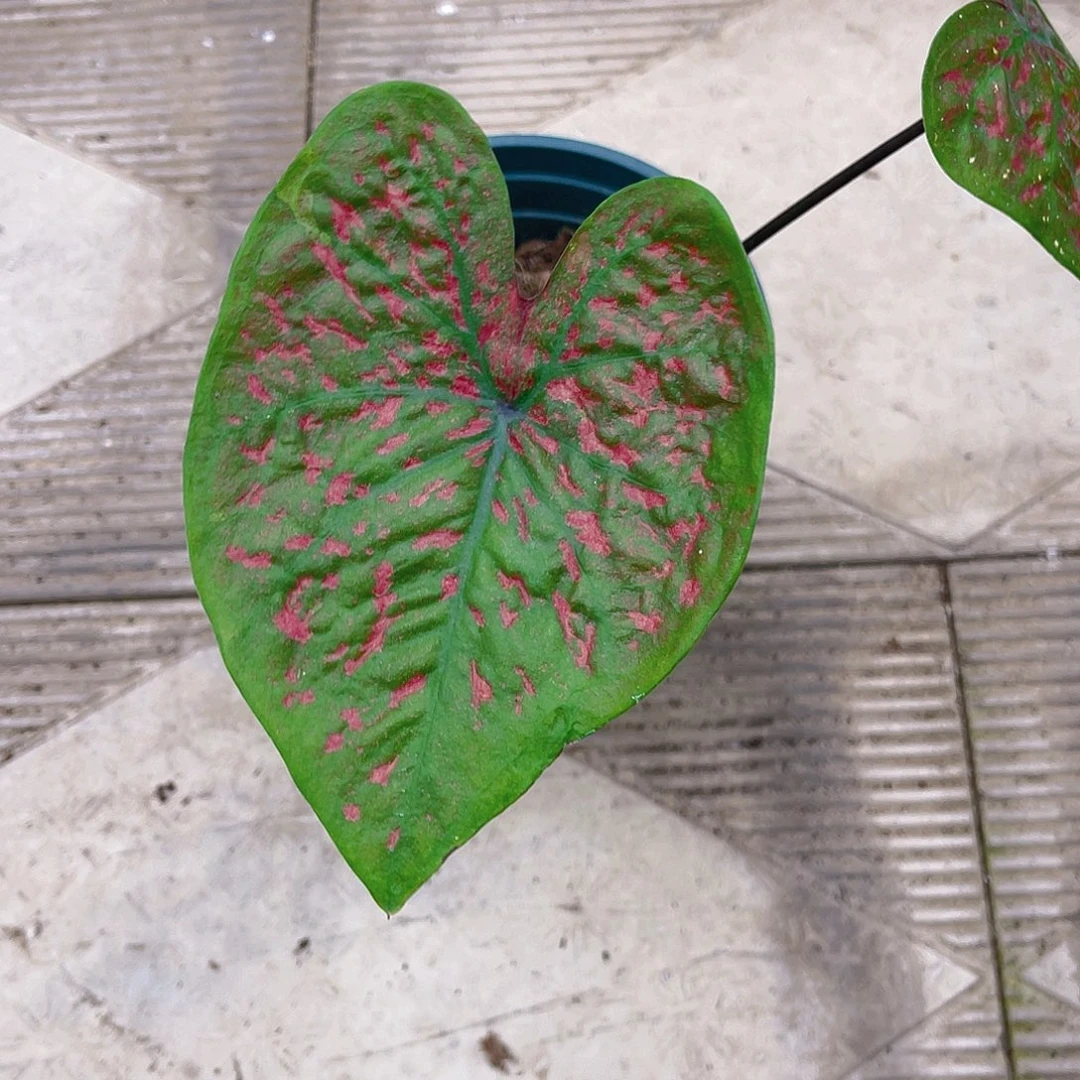 完全开放1062泰彩