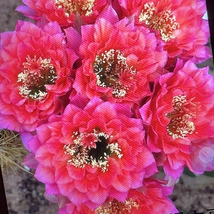 加强立夏侧芽5公分左右毛花柱（20包邮
