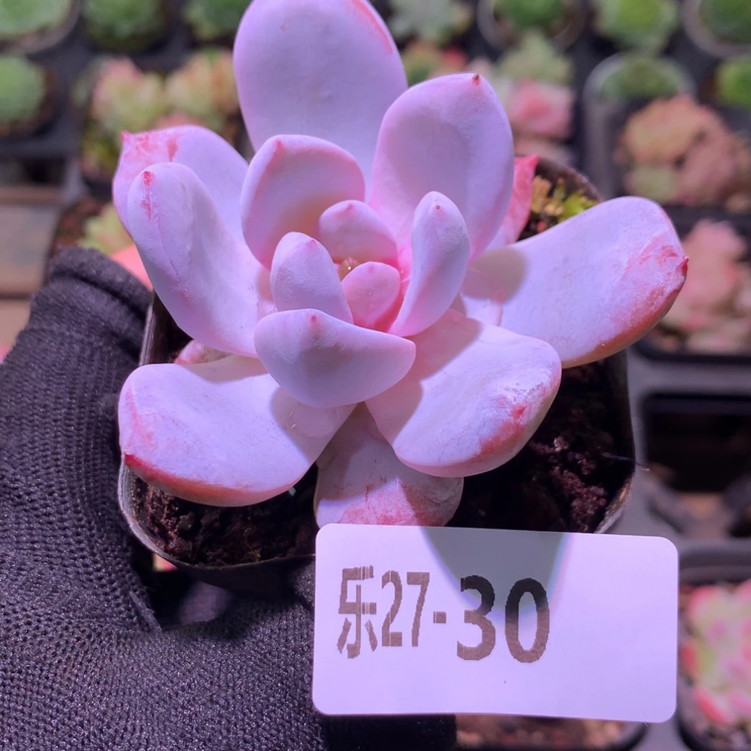 乐然27-30 嫦娥单头